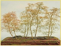 Alberi in filigrana Pacco-Piccolo +/- 8 alberi ( Er Decor - ER.2000 )